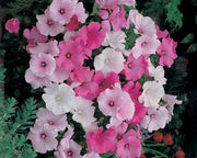 Mixed Rose Mallow Seeds