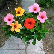 Mixed Rose Mallow Seeds