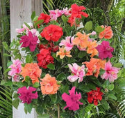 Mixed Rose Mallow Seeds