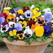 Rose Pansy Seeds