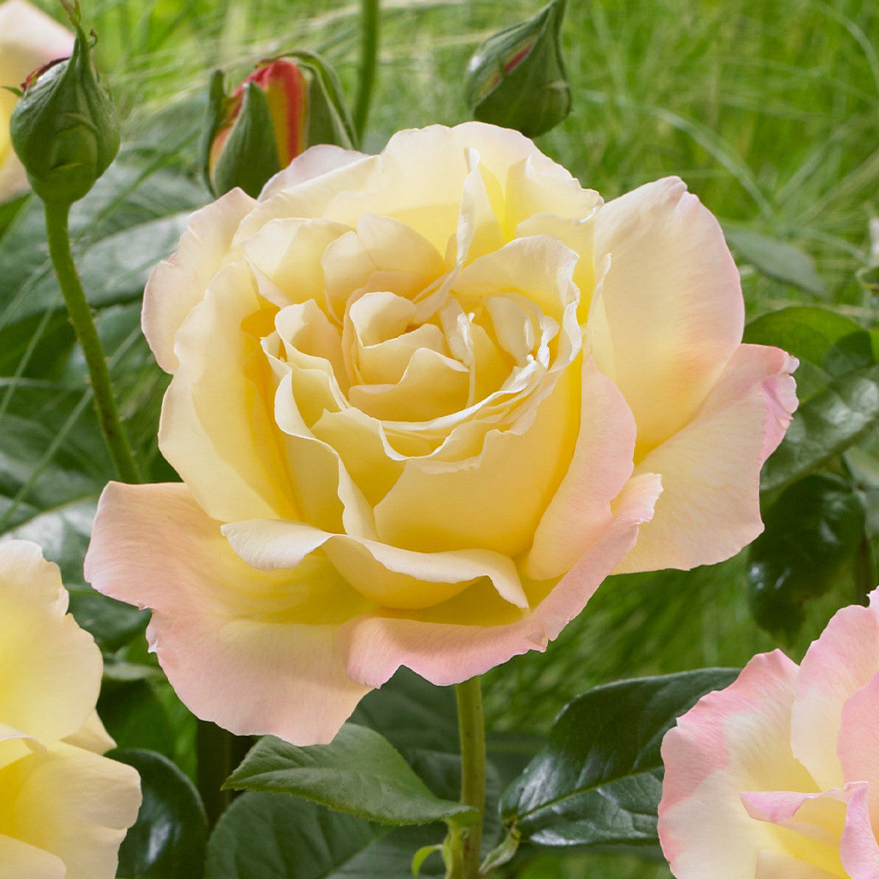 Peace Rose Seeds