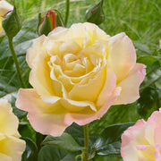 Peace Rose Seeds