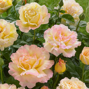 Peace Rose Seeds