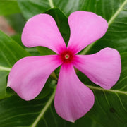 Vinca Seeds, Catharanthus roseus Flower Seeds