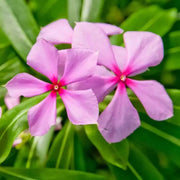 Vinca Seeds, Catharanthus roseus Flower Seeds