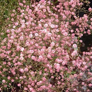 Rose Pink Paniculata Gypsophila Seeds
