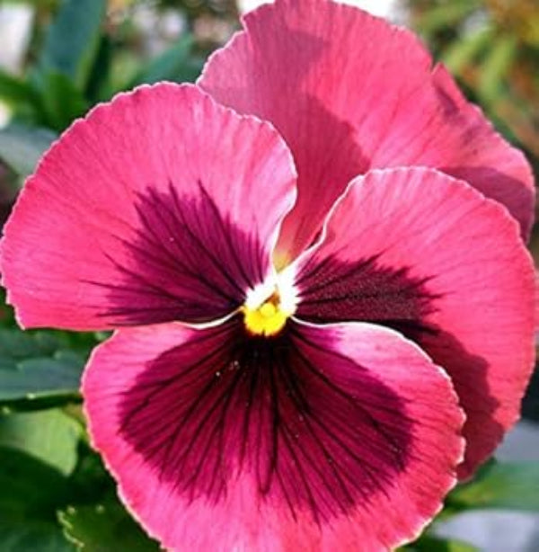 Pansy Rose Seeds