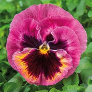 Pansy Rose Seeds