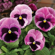 Pansy Rose Seeds