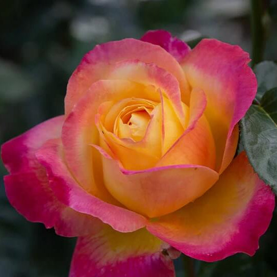 Pink Yellow Rose Seeds – Hanugardens