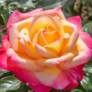 Pink Yellow Rose Seeds