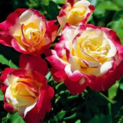 Pink Yellow Rose Seeds