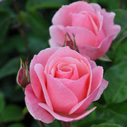 Queen Elizabeth Rose Seeds