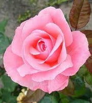 Queen Elizabeth Rose Seeds