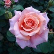 Queen Elizabeth Rose Seeds