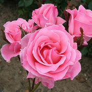 Queen Elizabeth Rose Seeds