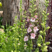 Rose Queen Larkspur Seeds