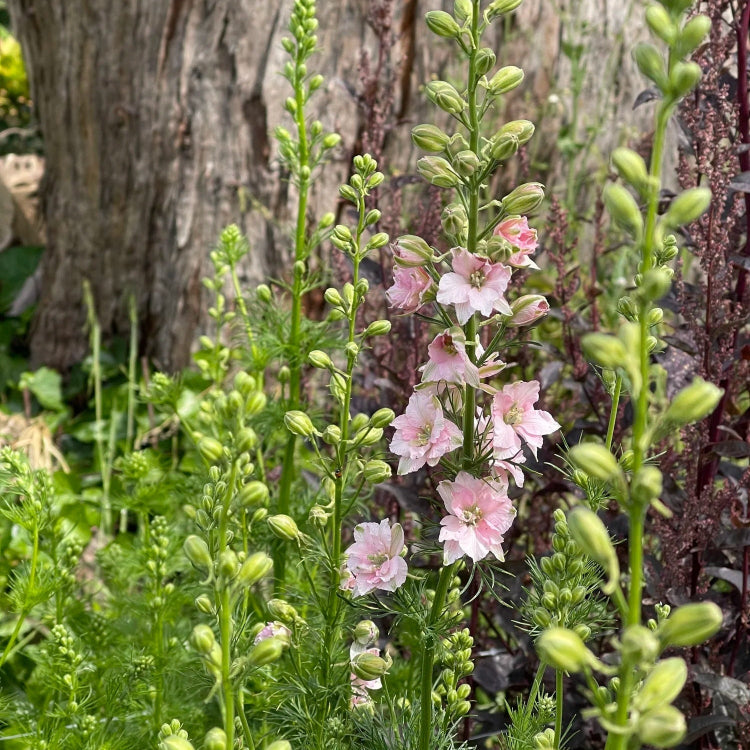 Rose Queen Larkspur Seeds