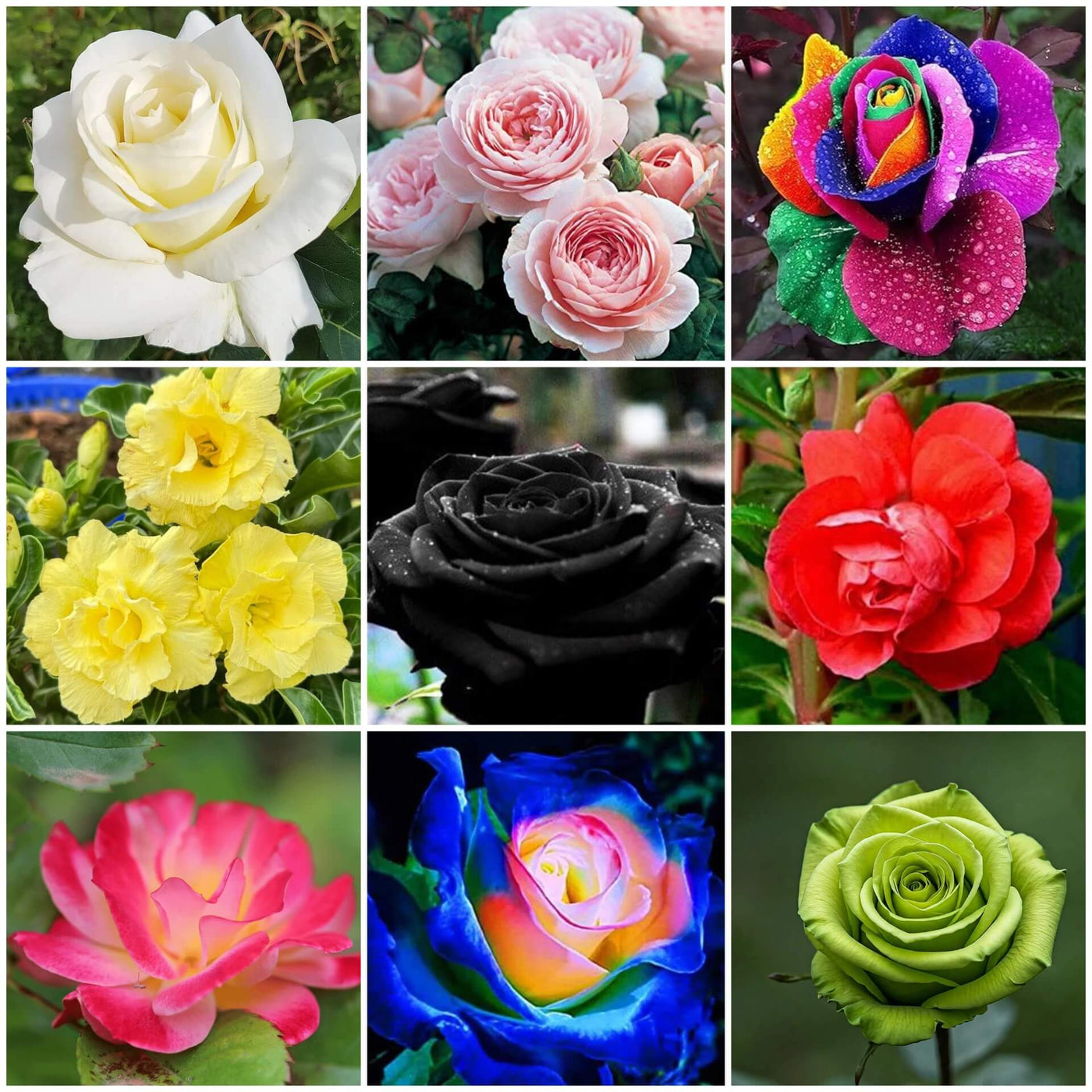 Rose Seeds - All In One For Home Gardens