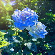 Blue Rose Seeds