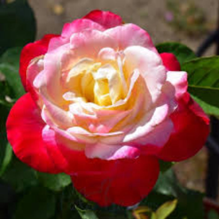 Double Delight Rose Seeds