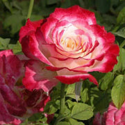 Double Delight Rose Seeds