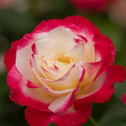 Double Delight Rose Seeds