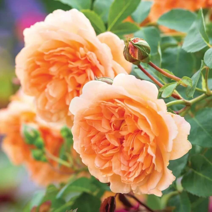 Light Orange Double Petal Rose Seeds