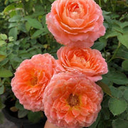 Light Orange Double Petal Rose Seeds