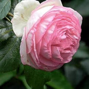 Light Pink Double Petal Rose Seeds