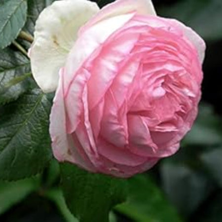 Light Pink Double Petal Rose Seeds
