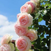 Light Pink Double Petal Rose Seeds