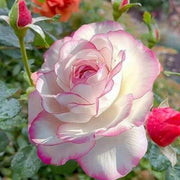 Light Pink Double Petal Rose Seeds