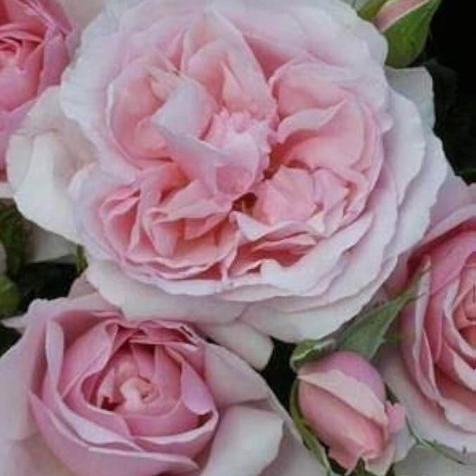 Light Pink Osiria Rose Seeds