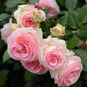 Light Pink Osiria Rose Seeds