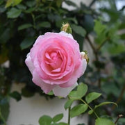 Light Pink Osiria Rose Seeds