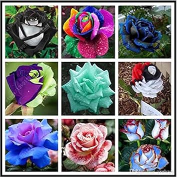 Mixed Rainbow Bonsai Rose Seeds