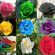 Mixed Rainbow Bonsai Rose Seeds
