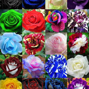 Mixed Rainbow Bonsai Rose Seeds