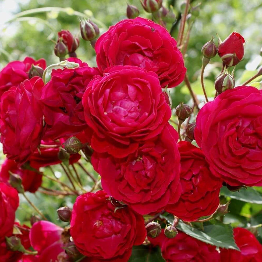 Red Double Petal Rose Seeds