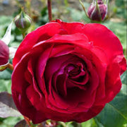 Red Double Petal Rose Seeds