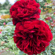 Red Double Petal Rose Seeds