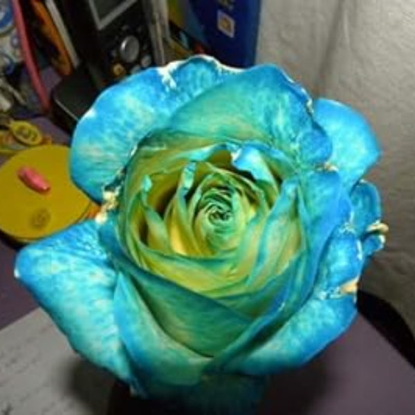 Sky Blue and Green Rose Seeds