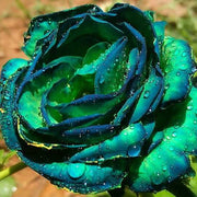 Sky Blue and Green Rose Seeds
