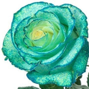 Sky Blue and Green Rose Seeds