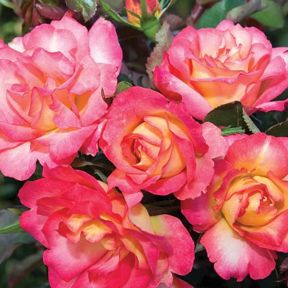 Sorbet Floribunda Rose Seeds