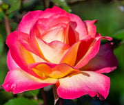 Sorbet Floribunda Rose Seeds