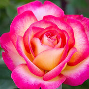 Sorbet Floribunda Rose Seeds