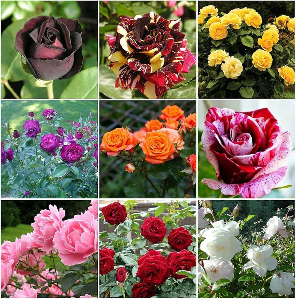 Wildflower Mix Rose Seeds