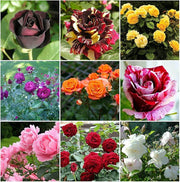 Wildflower Mix Rose Seeds